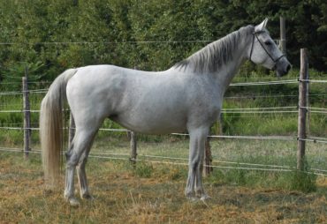 A-CORRADINA – in foal to UNTOUCHABLE