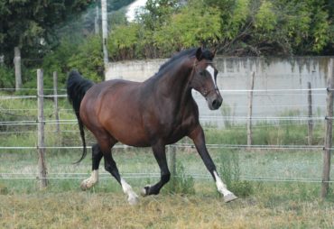 Z-ACASUAL – in foal to UNTOUCHABLE
