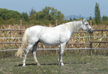 QUIDAMIE SPRING RS – in foal to EMERALD VAN’T RUYTERSHOF