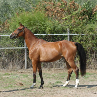 CLARIBELLE RS