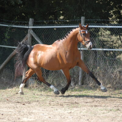 CLARIBELLE RS