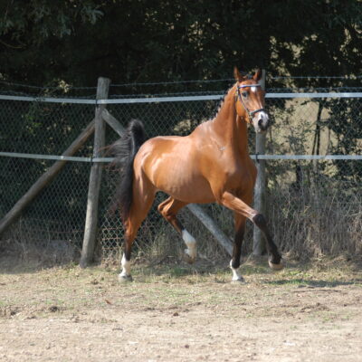 CLARIBELLE RS