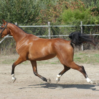 CLARIBELLE RS