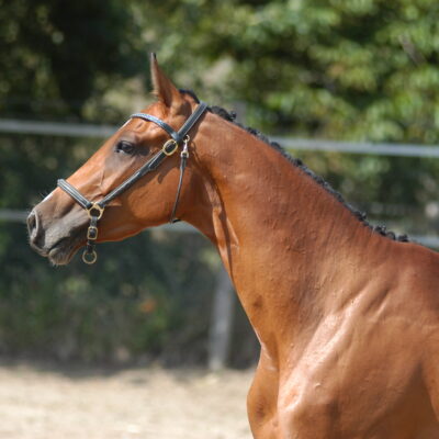 CLARIBELLE RS